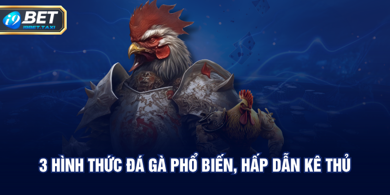 3 hình thức đá gà phổ biến, hấp dẫn kê thủ