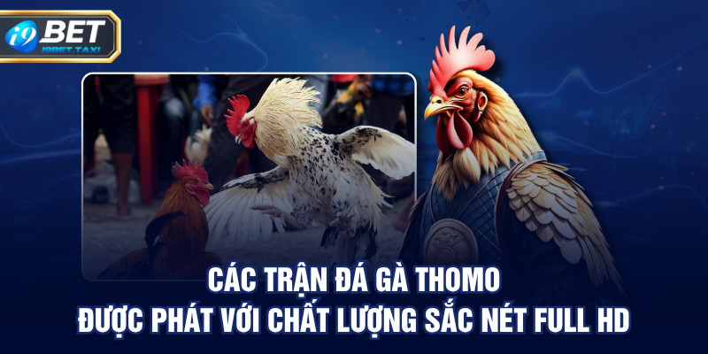 Các trận đá gà Thomo được phát với chất lượng sắc nét full HD