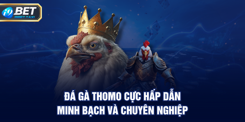 Đá gà Thomo cực hấp dẫn, minh bạch và chuyên nghiệp