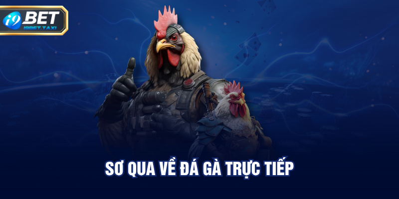 Sơ qua về đá gà trực tiếp